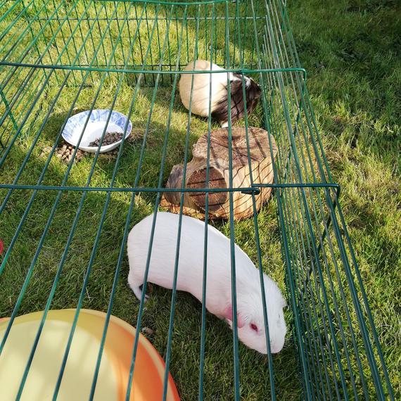 Two guinea pigs in a run.
